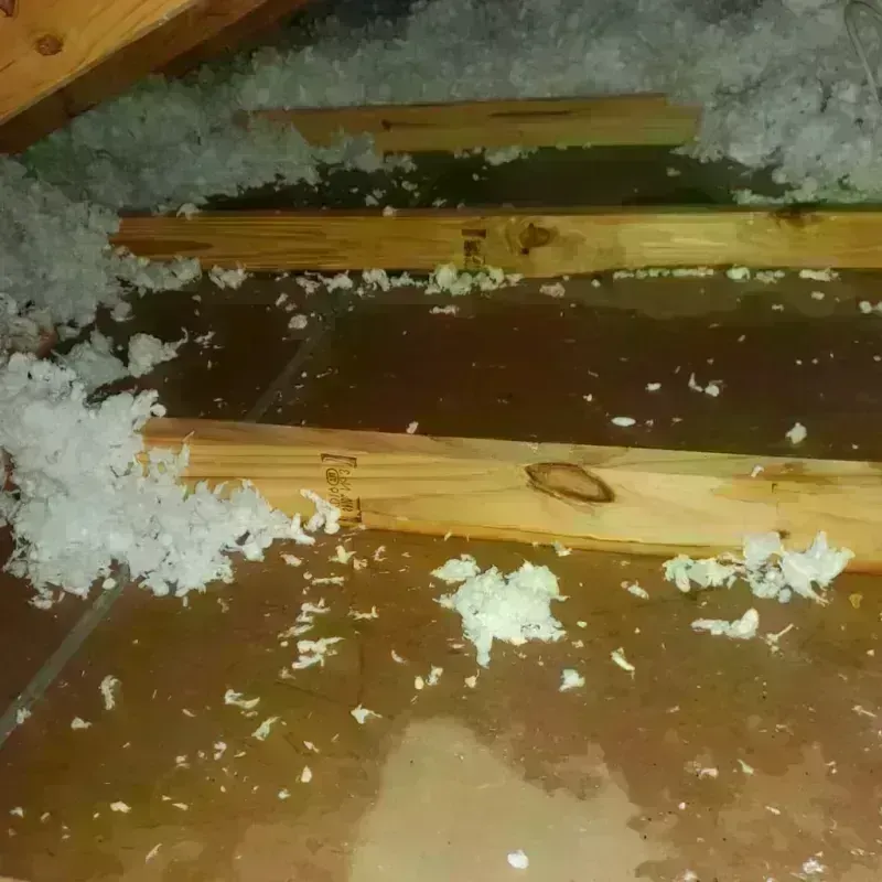 Attic Water Damage in Blue Springs, MO