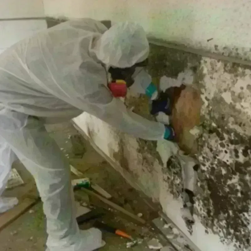 Mold Remediation and Removal in Blue Springs, MO